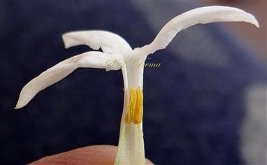   Inner corolla tube with 2 stamens